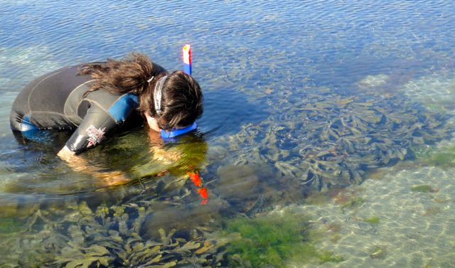 snorkelling