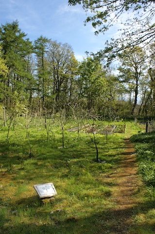 Young fruit forest gardening Young Fruit forest garden